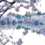 cherry-blossom-festival-Japan-02