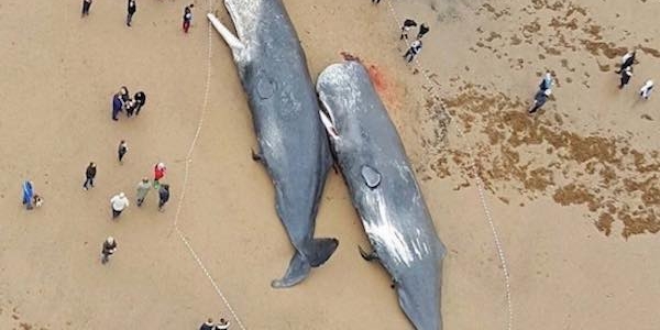 海岸に大量のクジラの死骸 その胃の中から出てきたものに全世界が衝撃を受ける Berry ベリー